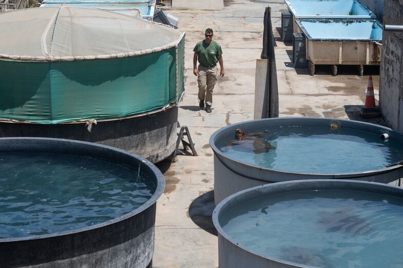 210809 centro rehabilitacion fauna 10 51390942990 o