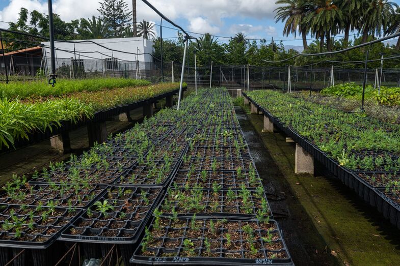 210809 vivero tafira 08 51389169237 o