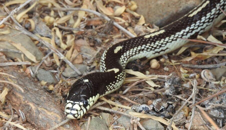 IPNA Lampropeltis 3