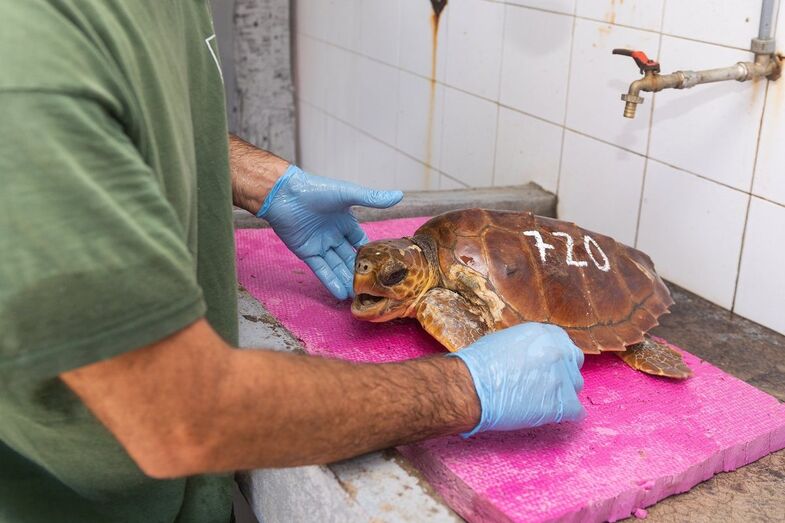 centro rehabilitacion fauna