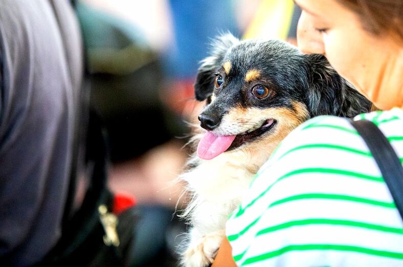 animundosabadocierre