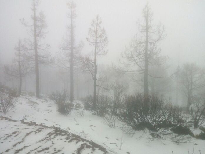 nieve