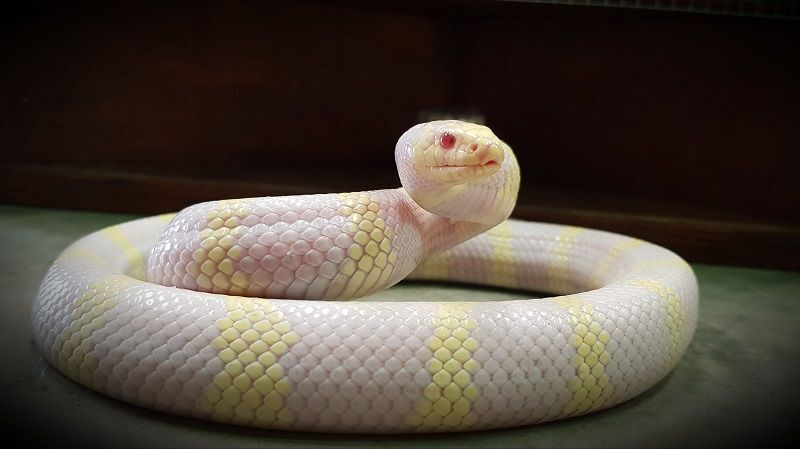 Culebra californiana