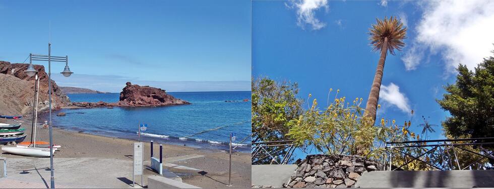 playa del burreropalmera de más de 500 años 2