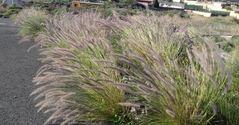 rabo de gato peligrosa planta en suelo canario