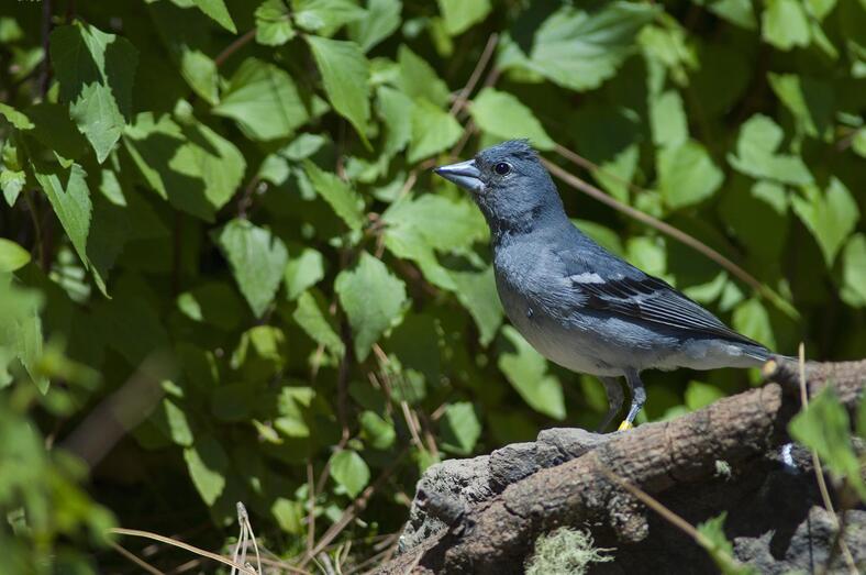 Macho en Las Brujas VICTOR SUÁREZ