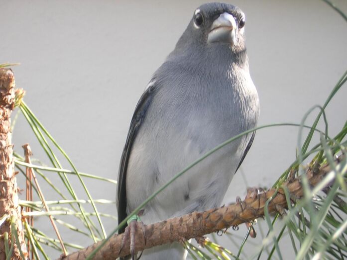 pinzonazulTafiro cara