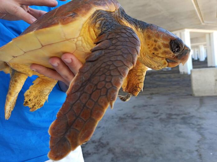 tortugaíndice