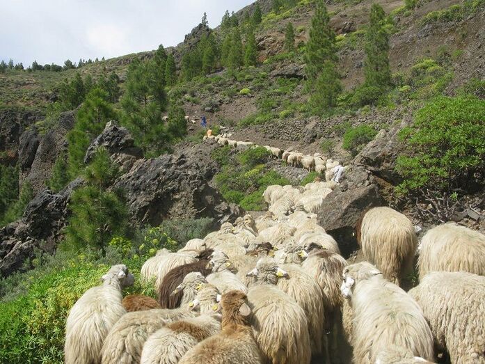 trashumancia