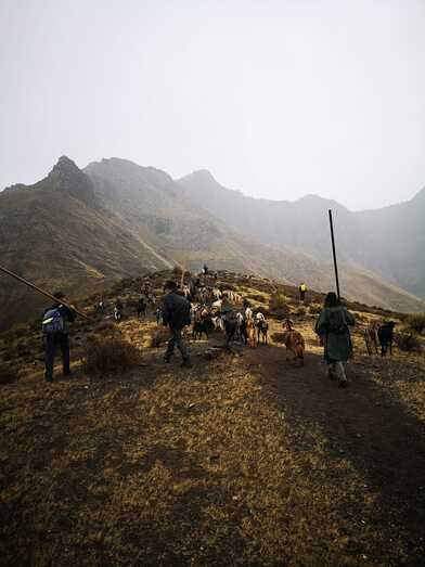 cabrasPHOTO 2022 10 14 17 57 37 1