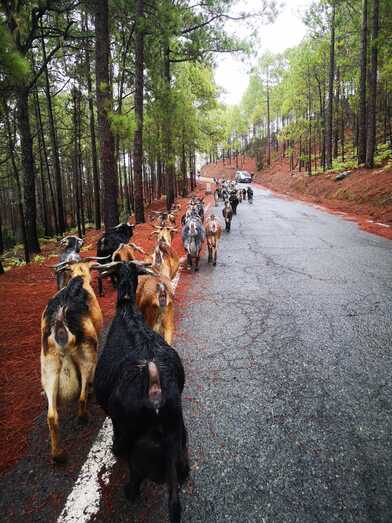 cabrasPHOTO 2022 10 14 17 57 38 1