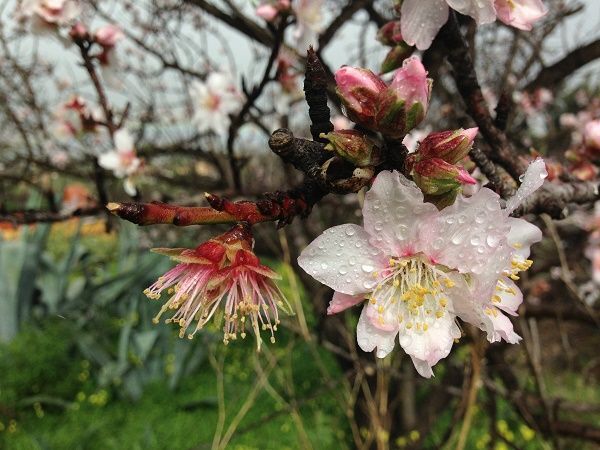 almendraenflor