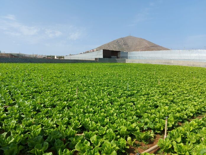 Finca agrícola en Santa María de Guía