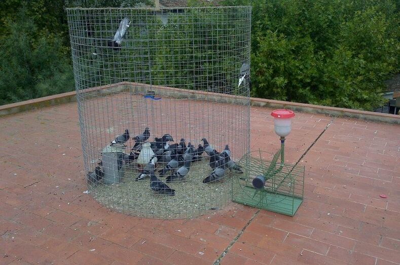 palomas