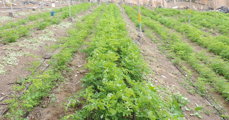 moringa