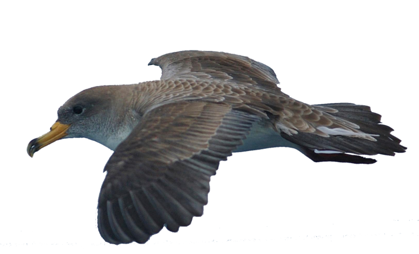 pardelaenvuelo