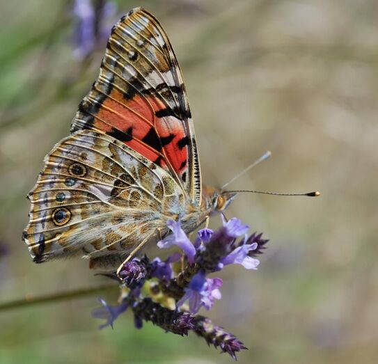 SL8 Vanesa de los cardo Vanesa cardui Dani