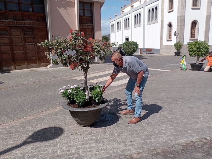 PLANTACIÓN LAVANDA