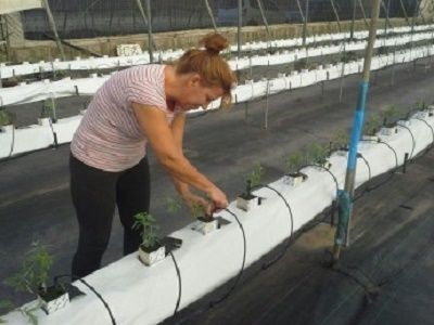 coaagrisanplantacion