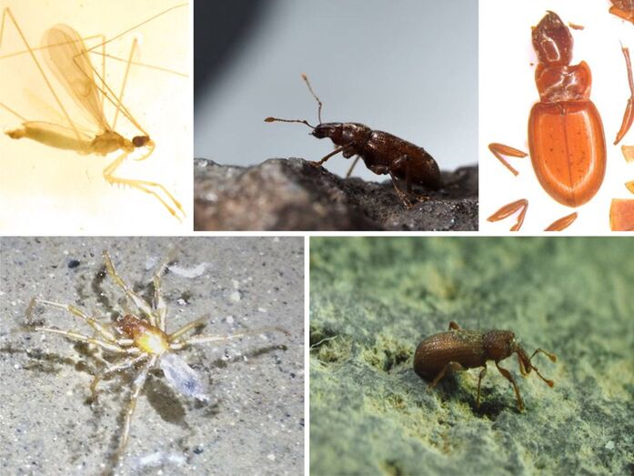 Nuevas especies de troglobiontes descubiertas en la Mina La Federica (M. Naranjo, D. Suárez)