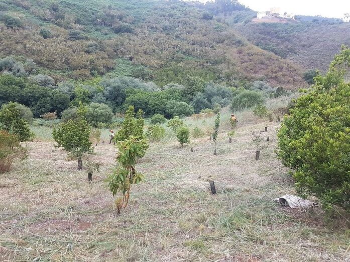 finca