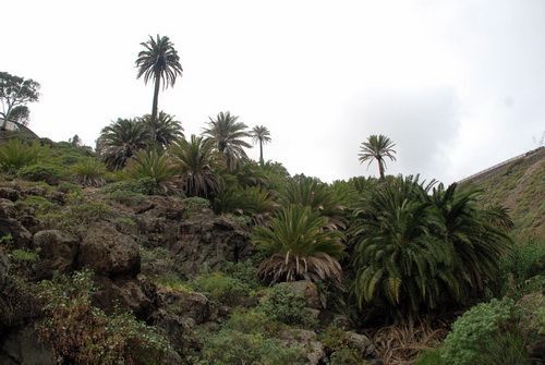 palmeral_de_cabo_verde