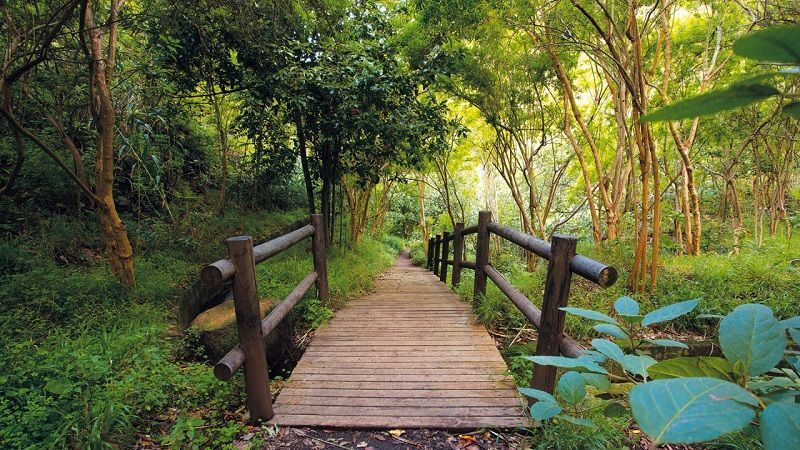 Senderos de Los Tilos de Moyajpg