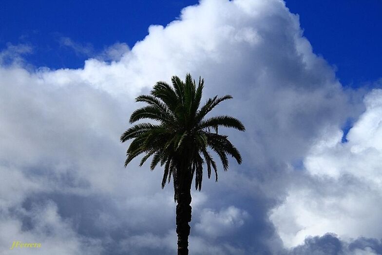 Palmera en la nube