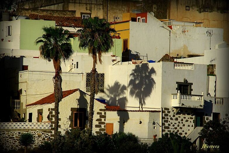 PALMERAS EN LA TARDE