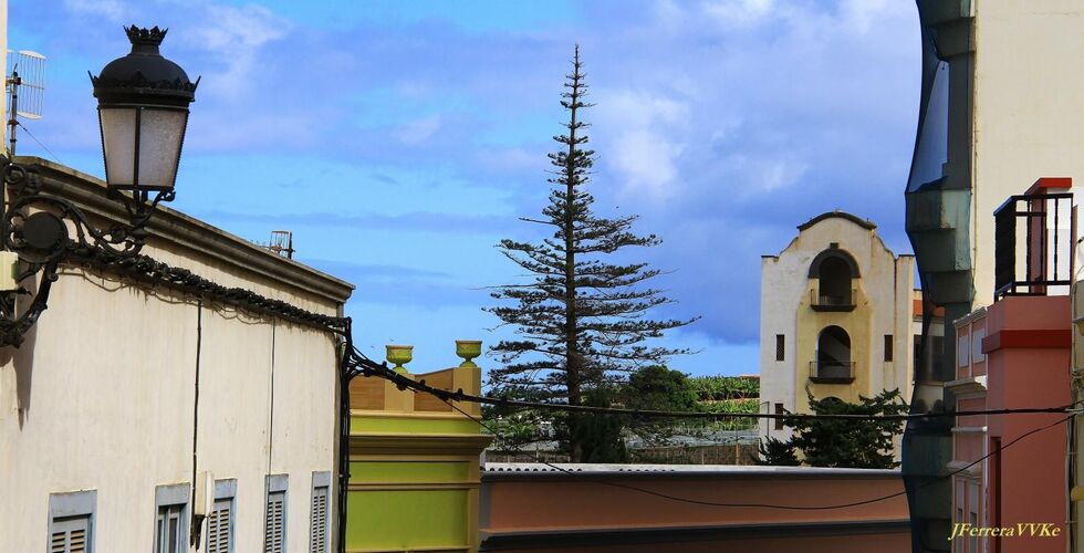 638. ARAUCARIA1