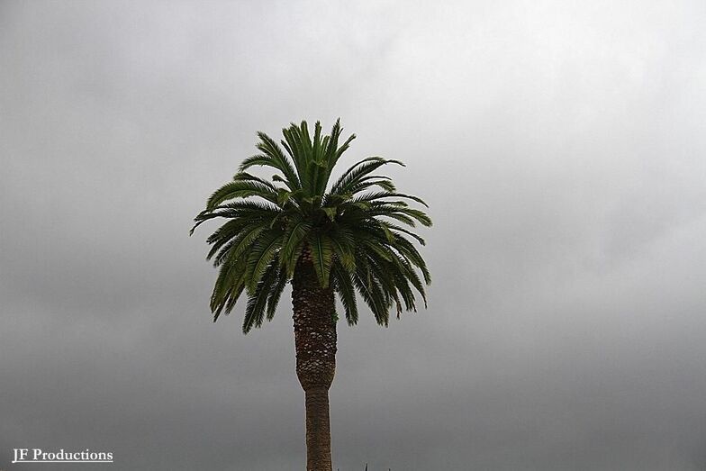Palmera gris