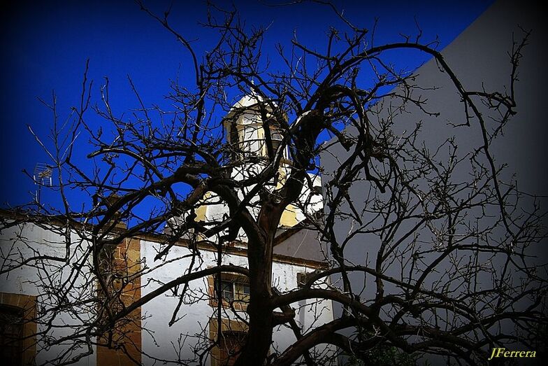La cúpula y el árbol