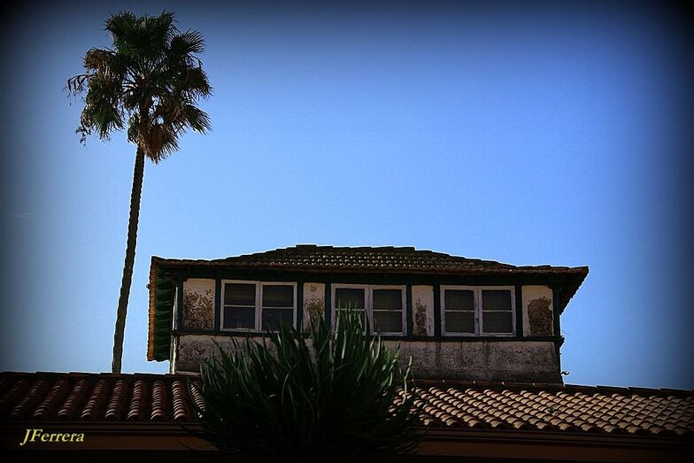 Mirador drago y palmera