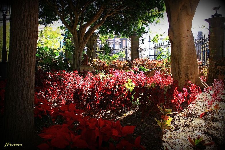 Parque Municipalarucas