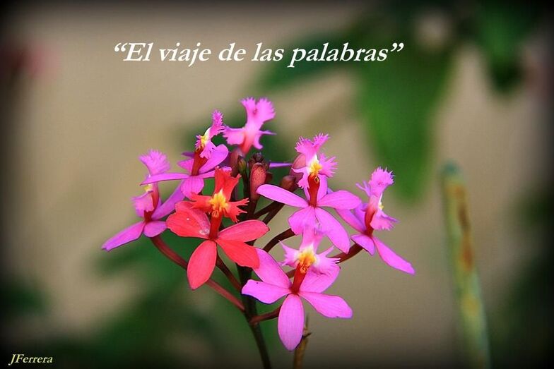 ViajePalabras