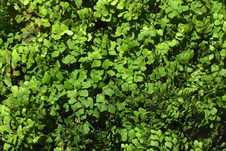 Adiantum capillus veneris 123