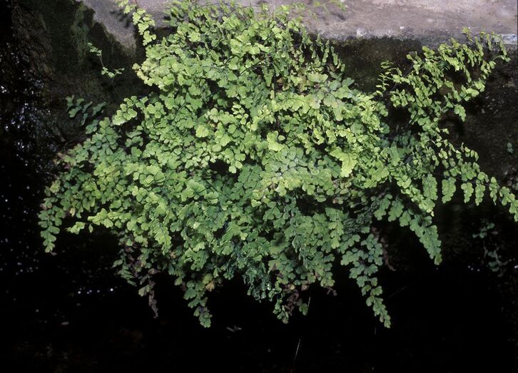 Adiantum capillus veneris FC00545