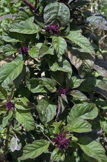 Amaranthus caudatus 279