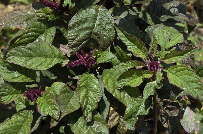 Amaranthus caudatus 280