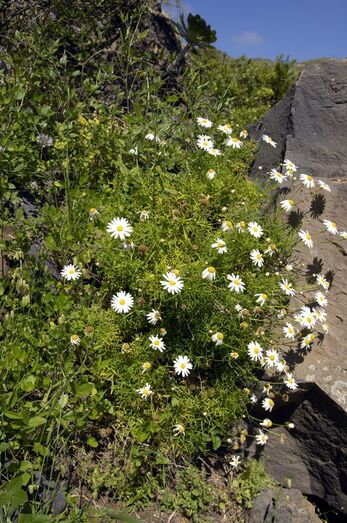 Argyranthemum frutescens 0052