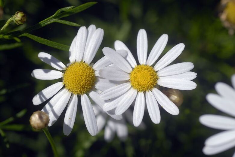 Argyranthemum frutescens 0053