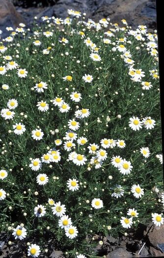 Argyranthemum frutescens FC01281