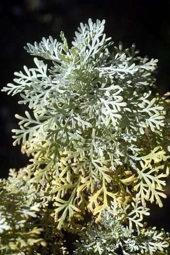 Artemisia canariensis 0008