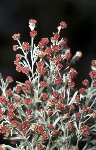 Artemisia canariensis FC02400