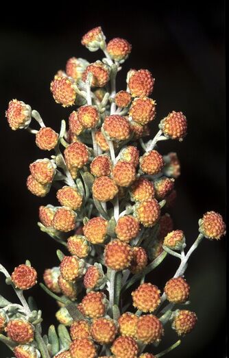 Artemisia canariensis FC02401