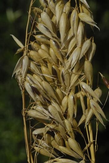 Avena sativa 0349