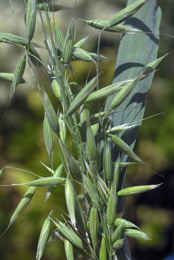 Avena sativa 334