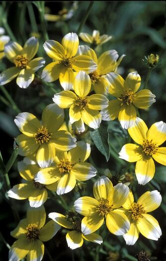 Bidens aurea FC00875