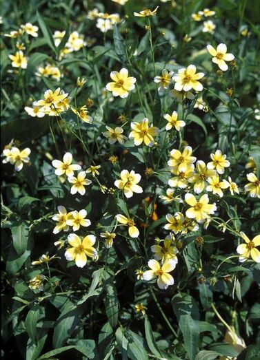 Bidens aurea FC00879