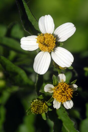 Bidens pilosa 198
